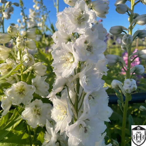 Delphinium 'Magic Fountains White' - Aed-kukekannus 'Magic Fountains White' P9/0,55L 